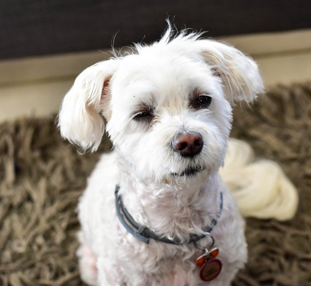 Maltese male Puppy Price In Jaipur