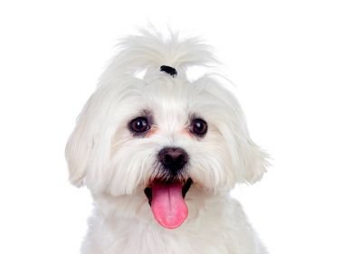 Maltese breed puppy price in mumbai