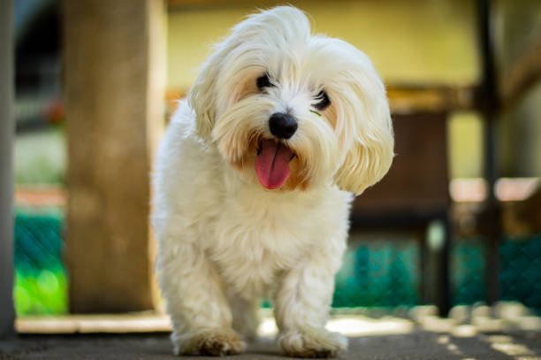 pure breed maltese puppies for sale online in kolkata