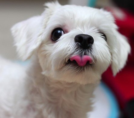 Maltese pet shop in mumbai