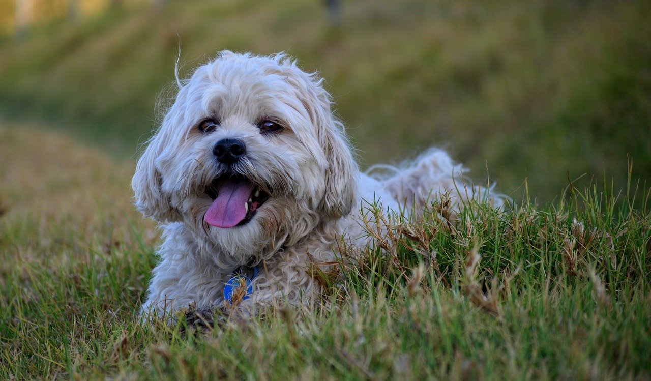 Maltese Puppies Price In Mumbai