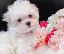 Maltese female Puppy for sale In Mumbai