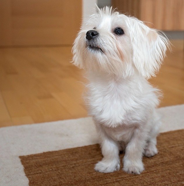 Maltese male puppy for sale in mumbai