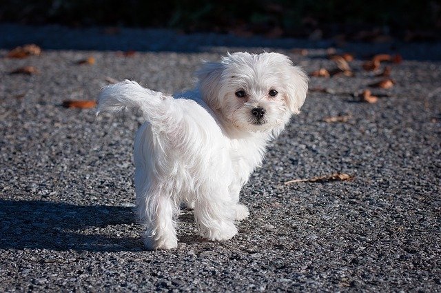 Maltese male dog Price In Mumbai