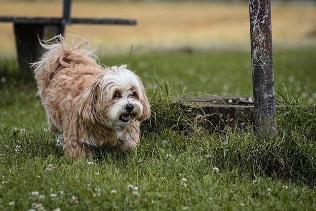 Maltese dog breed Puppy for sale In Mumbai