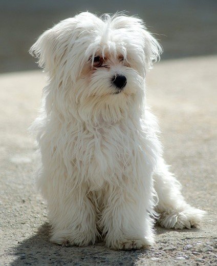 Maltese female puppy price in mumbai