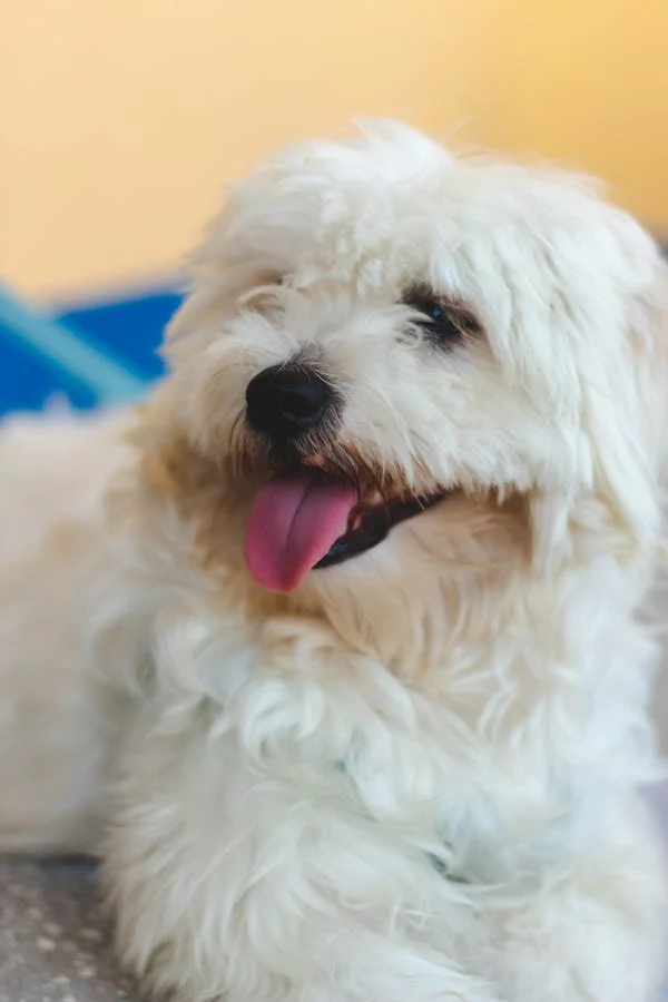 Maltese Puppies For Sale In Pune