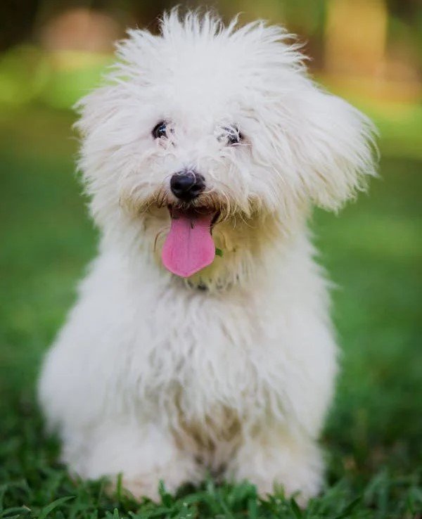 Maltese male Puppy Price In Pune