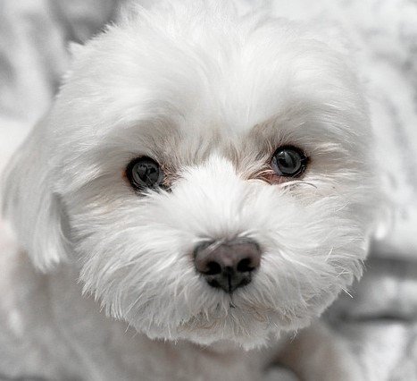 Maltese Puppies For Sale Online In Pune