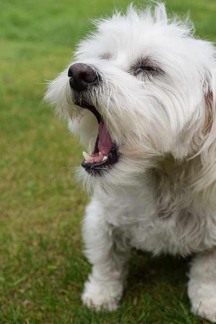 Maltese Puppies For Sale In Vizag