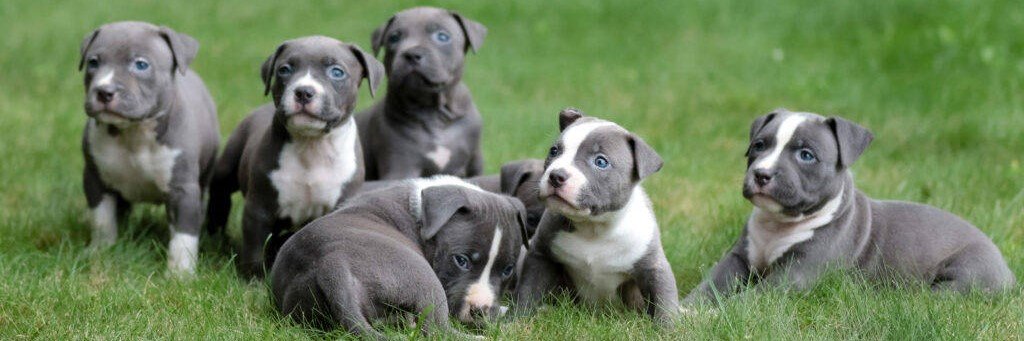 Pitbull Puppy