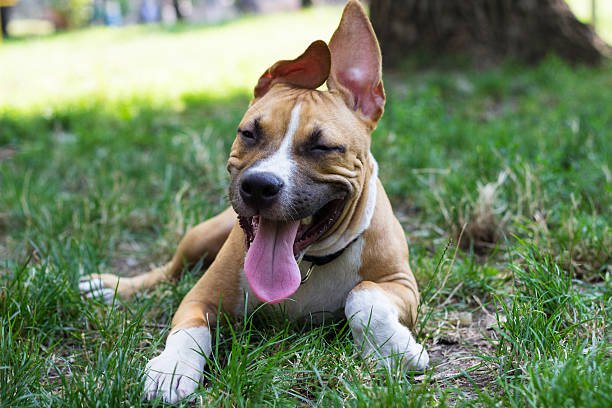 pitbull dog breeder in kolkata