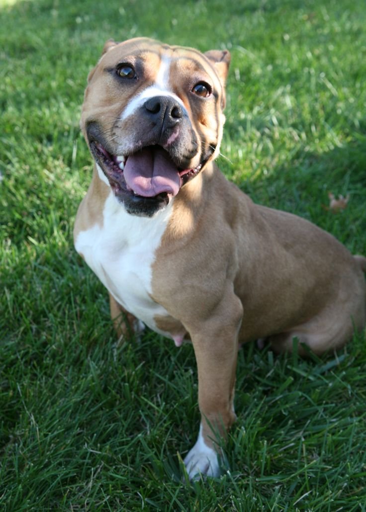 Pitbull Puppies For Sale In Kolkata