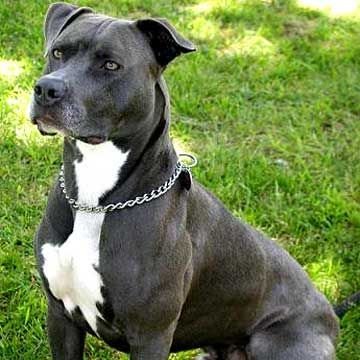 Pitbull male Puppy Price In Ahmedabad