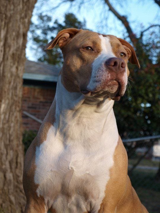 Pitbull Puppies For Sale In Bangalore