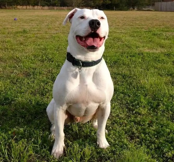 kci registerd pitbull puppies for sale in bangalore