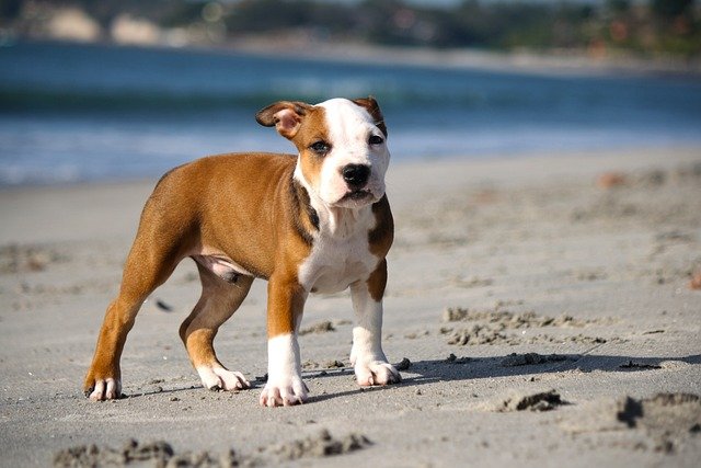 Pitbull male Puppy Price In Chennai