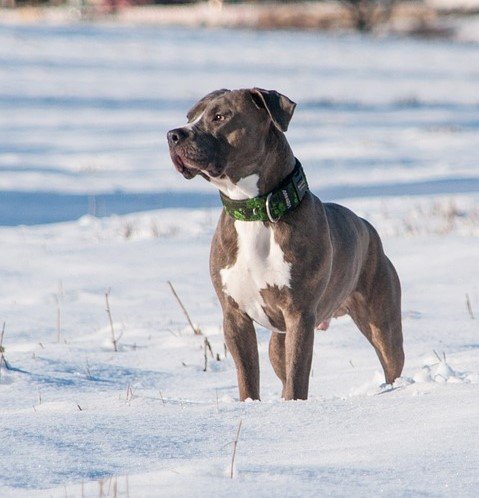 Pitbull male Puppy Price In Goa