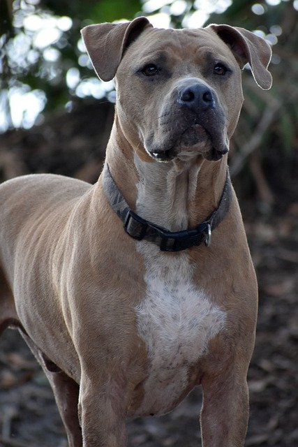 Pitbull Puppies For Sale In Goa
