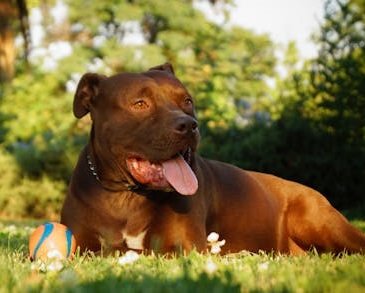 Pitbull Puppy Price In India