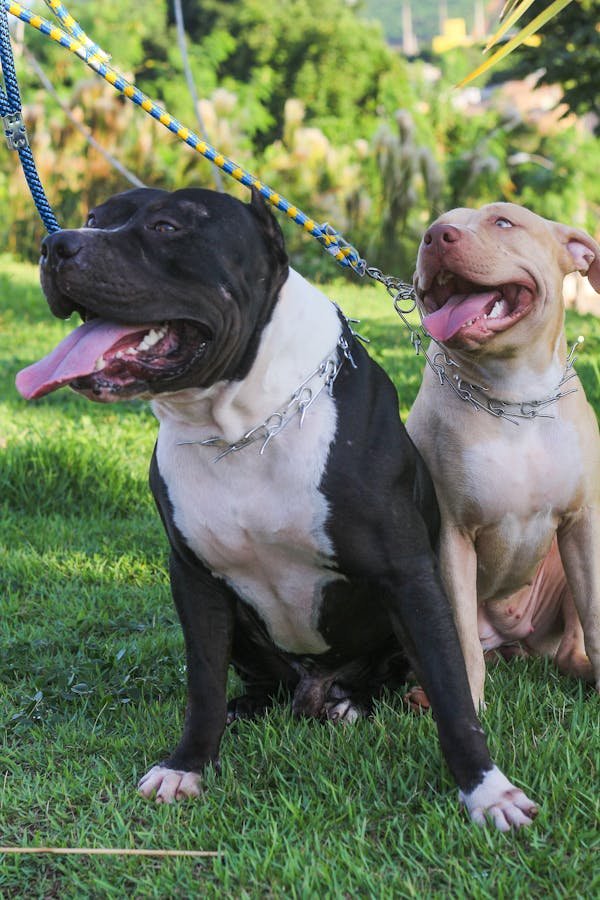 Pitbull Puppies For Sale In Pune