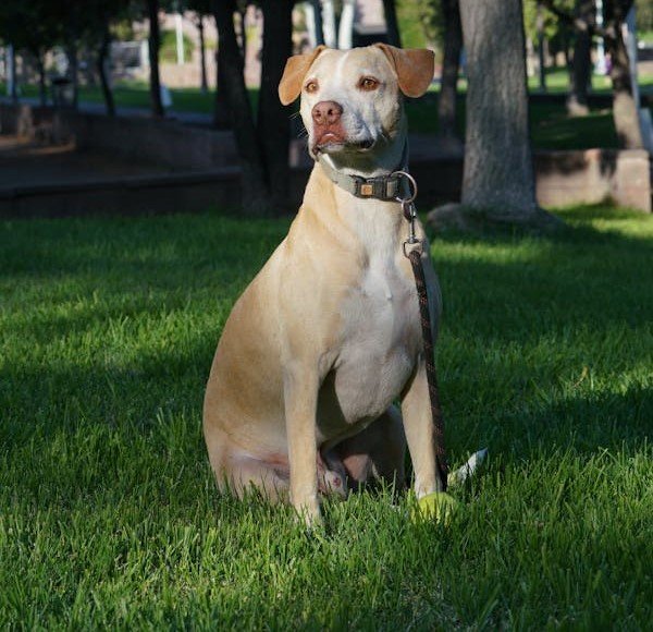 Pitbull male Puppy Price In Pune