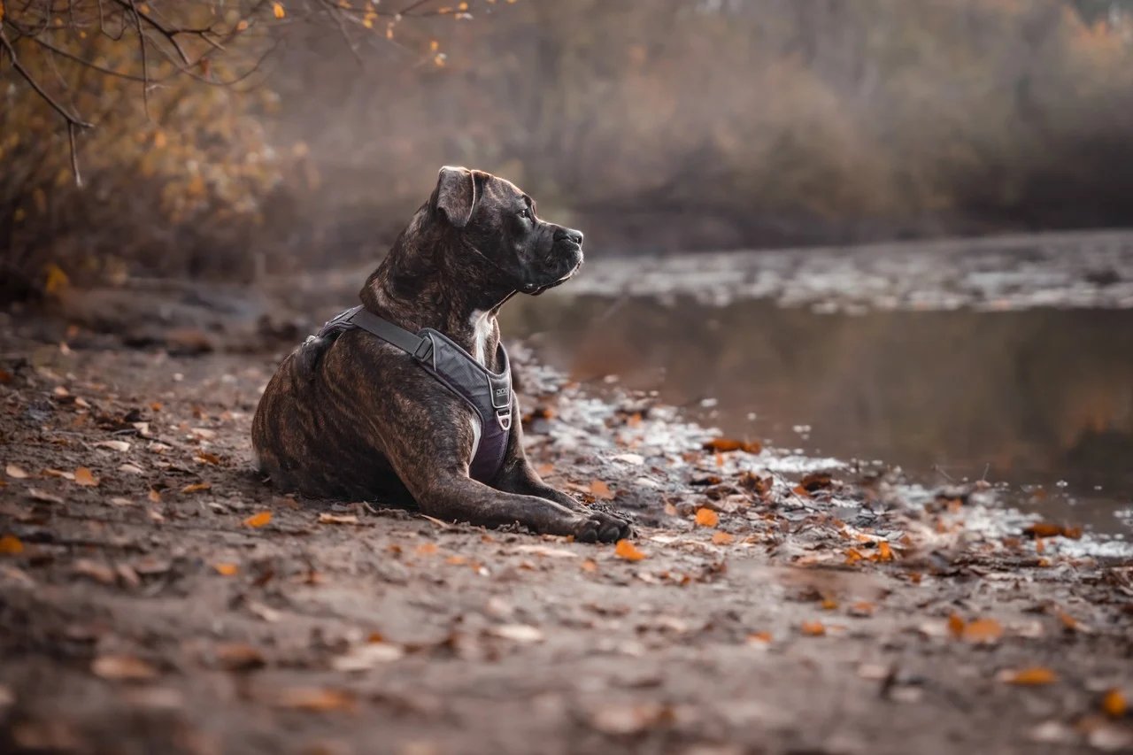 Pitbull male Puppy Price In Vizag