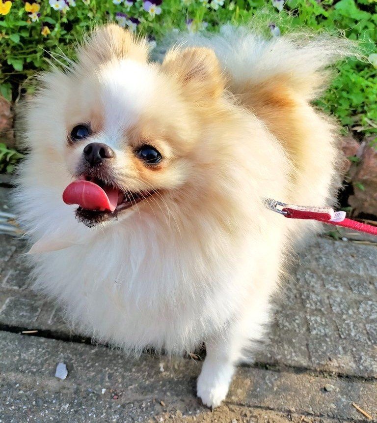 Pomeranian male Puppy Price In Ahmedabad