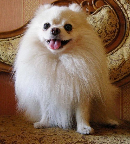 Pomeranian Puppies For Sale In Hyderabad