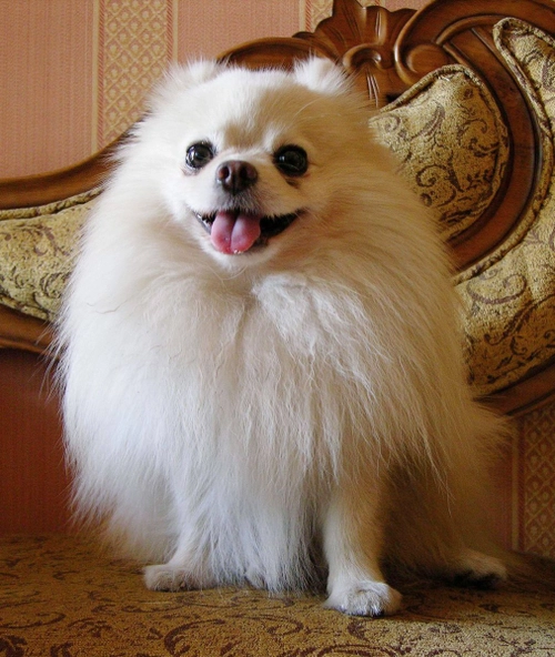 Pomeranian for Sale in Ahmedabad