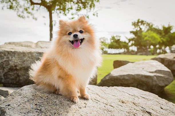 Pomeranian male Puppy Price In Hyderabad