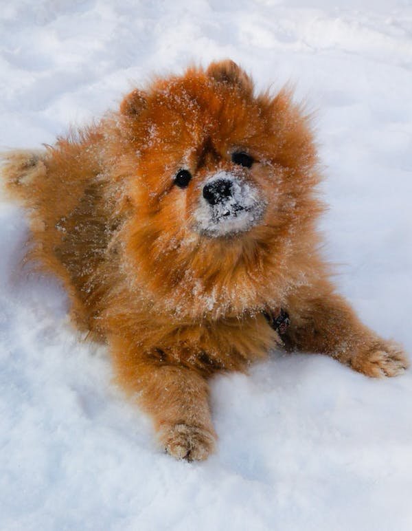 Pomeranian Puppies For Sale In Pune