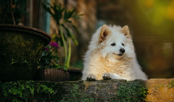 Pomeranian dog price in Mumbai