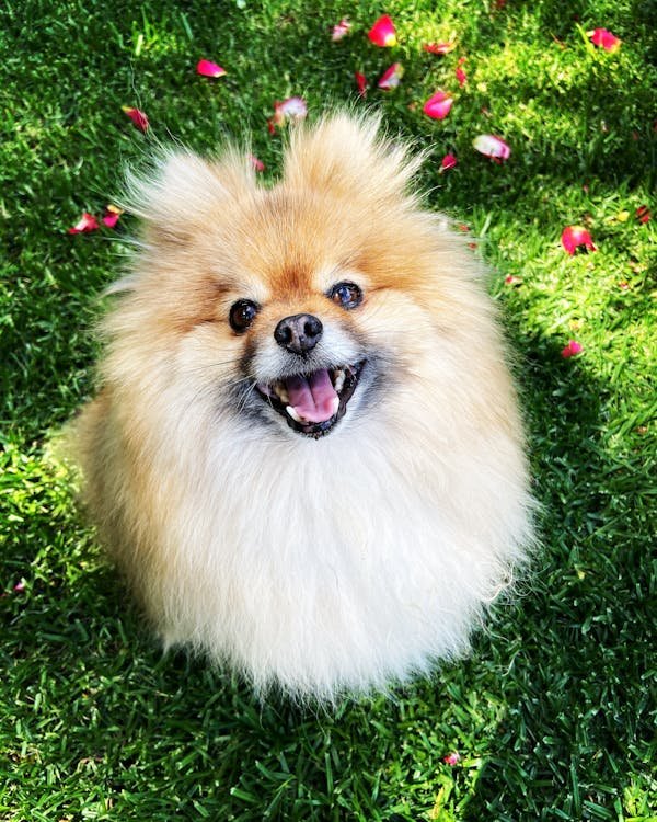 Pomeranian breeders in Mumbai