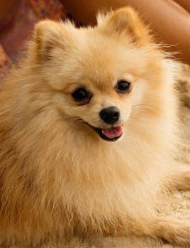 Pomeranian puppies for sale online in Mumbai