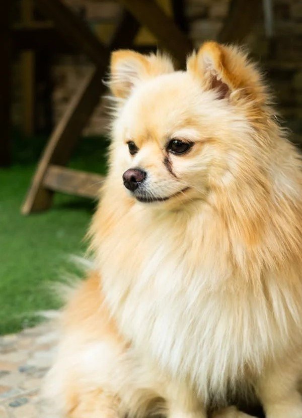 Pomeranian male puppies for sale in Mumbai