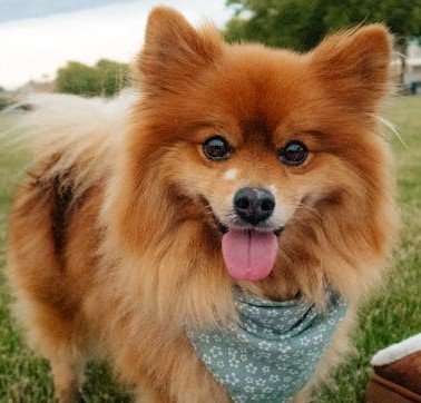 Pomeranian breed puppy price in Mumbai