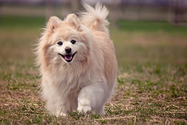 Pomeranian male Puppy Price In Pune