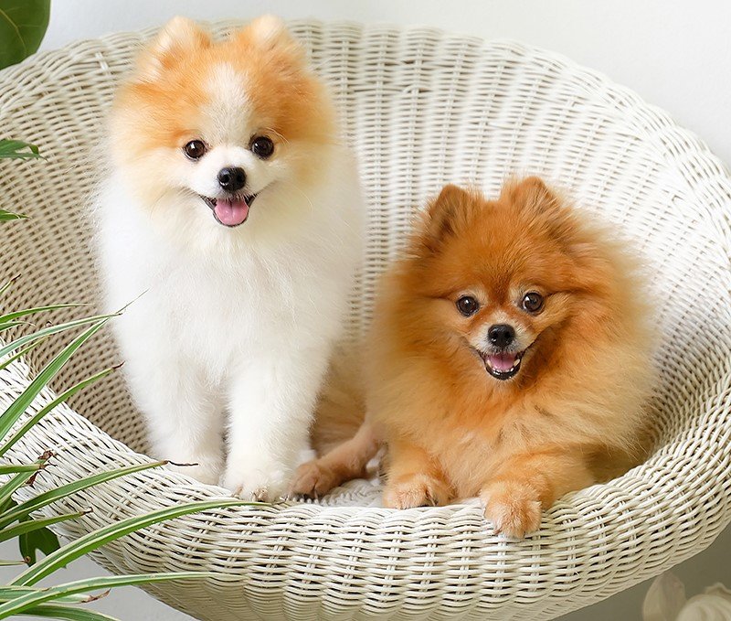 Pomeranian breed puppy for sale in Mumbai