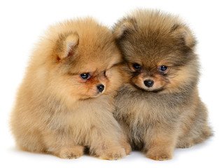 Pomeranian male Puppy Price In Bangalore