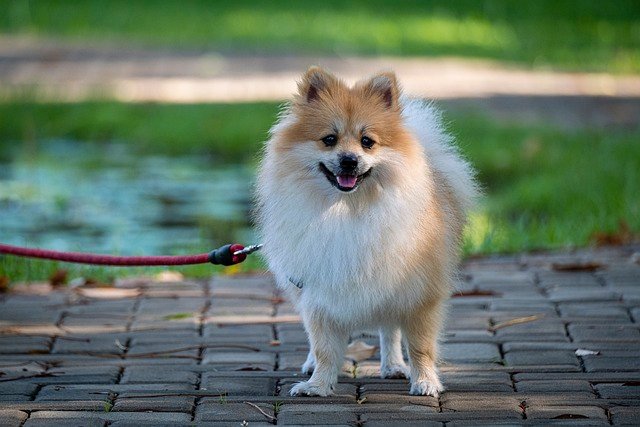 Pomeranian male Puppy Price In Goa