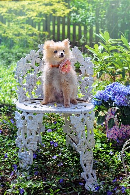 Pomeranian Puppies For Sale In Goa