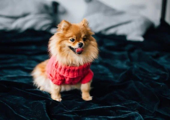 Pomeranian male Puppy Price In Jaipur