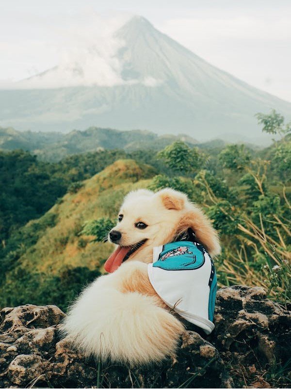 Pomeranian Puppies For Sale In Jaipur