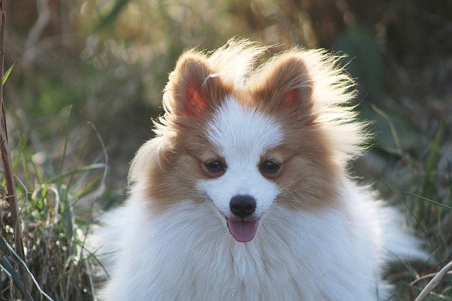 Pomeranian male Puppy Price In Vizag