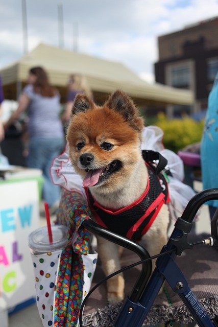 Pomeranian Puppies For Sale In Vizag