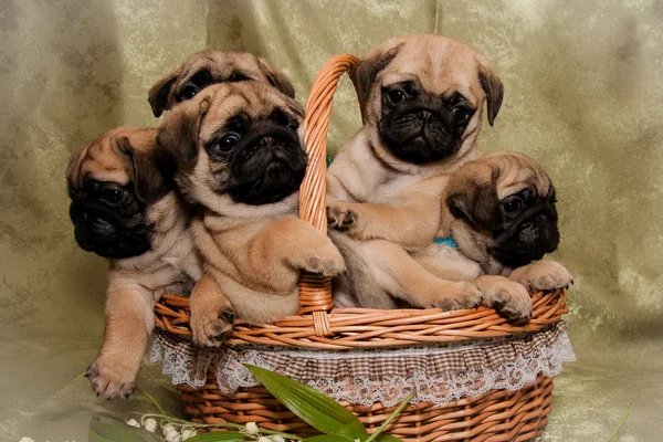 Pug Background