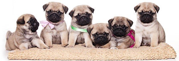 Pug for Sale in Mumbai