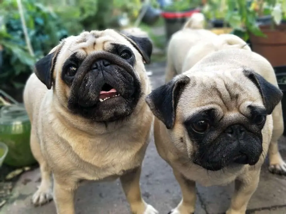 Pug male Puppies Price In Mumbai