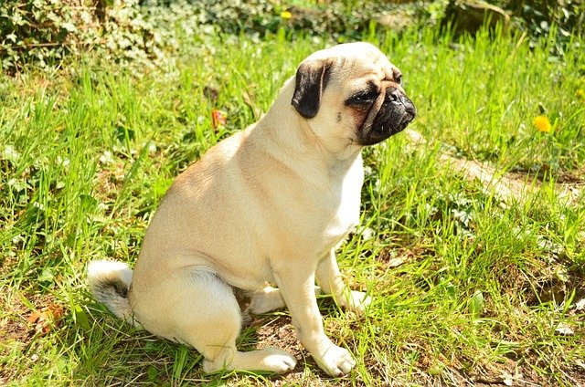 Pug male Puppy Price In Chennai